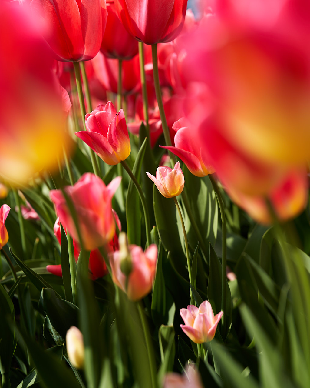 Tulipe @ Villa Varda, Italy
