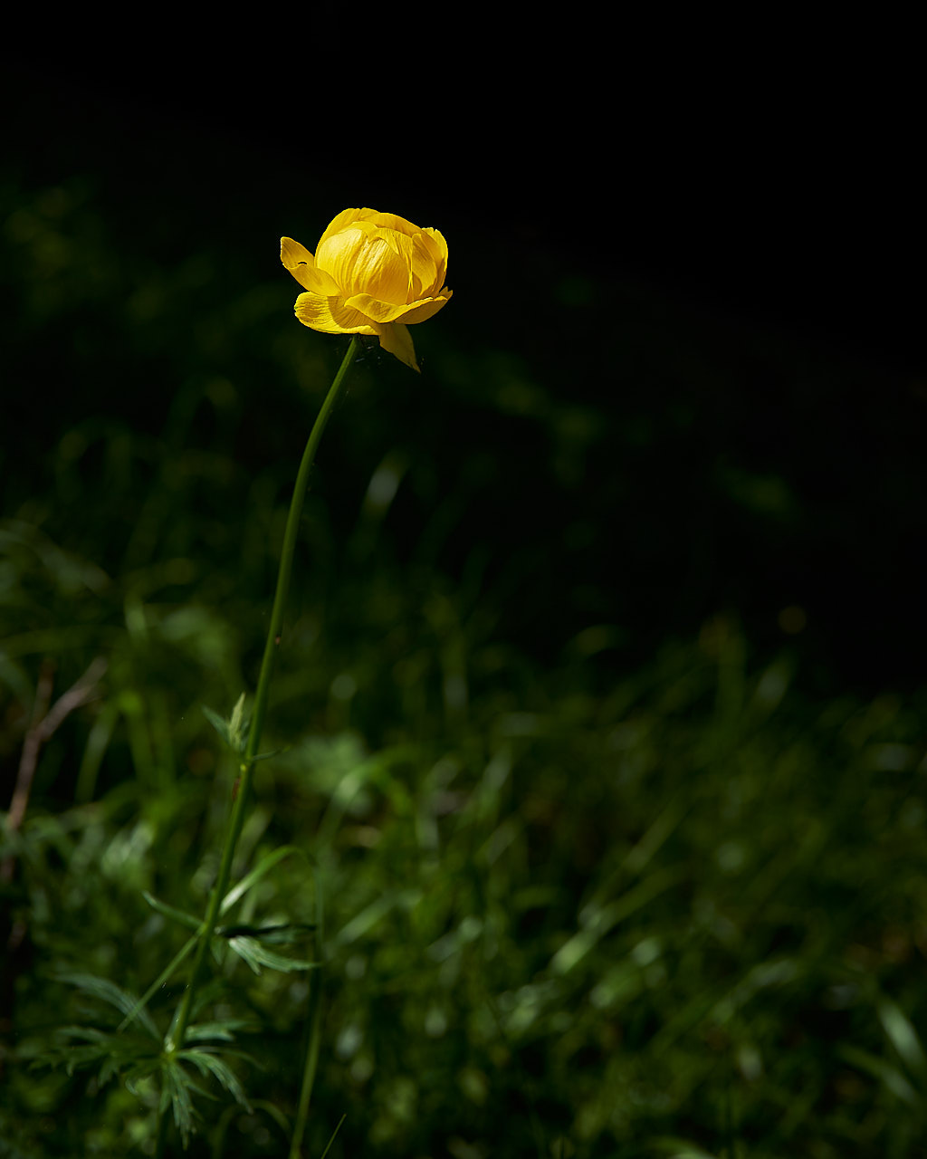 Yellow Flower - Cortina d'Ampezzo @LUT 2023